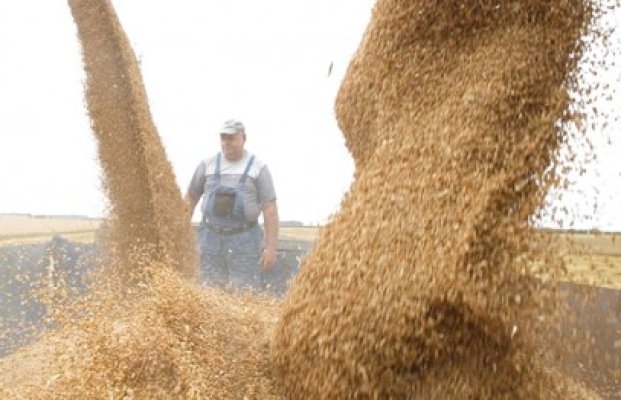 Condamnat în regim de detenție după ce a vândut 25 de tone de grâu unui afacerist